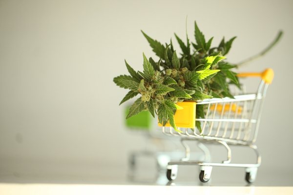 Store canapa light con articoli per coltivazione a Genova